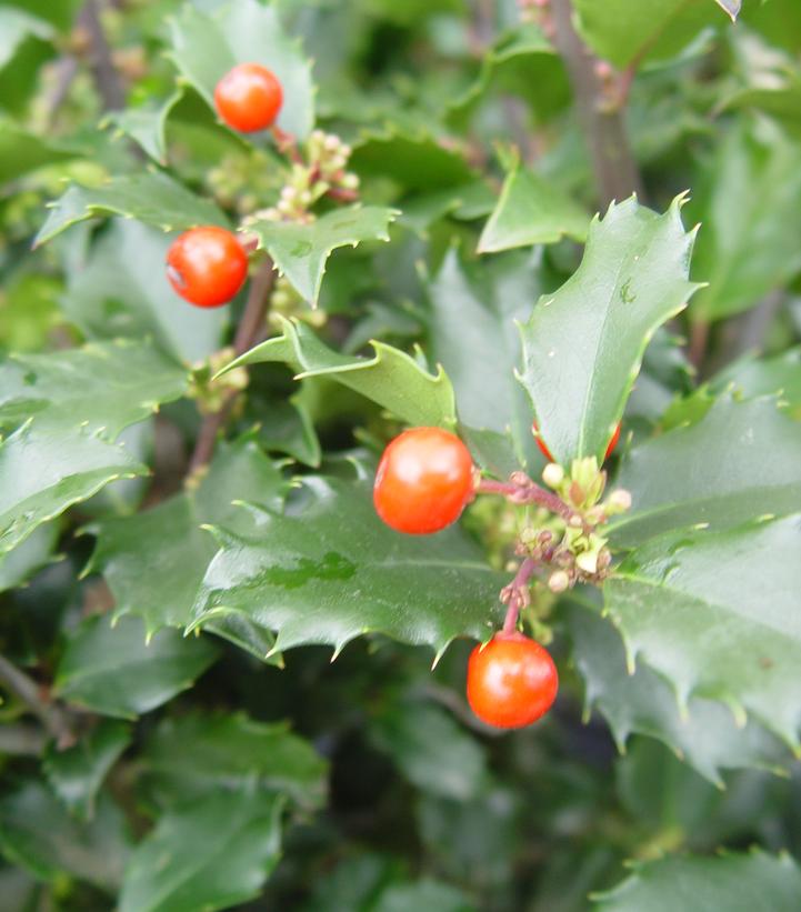Holly – Berryific – #2 Container